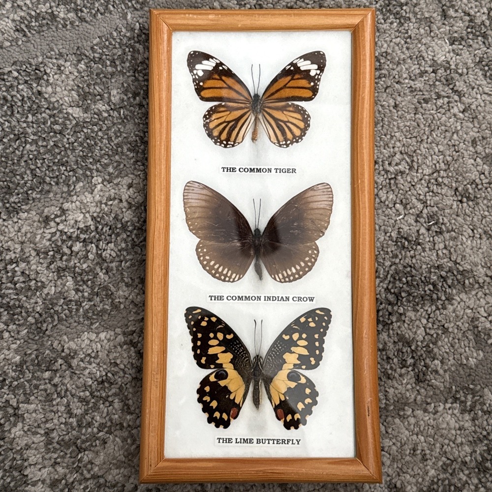Butterfly Specimens Framed Common Tiger, Indian Crow & The Lime Butterfly